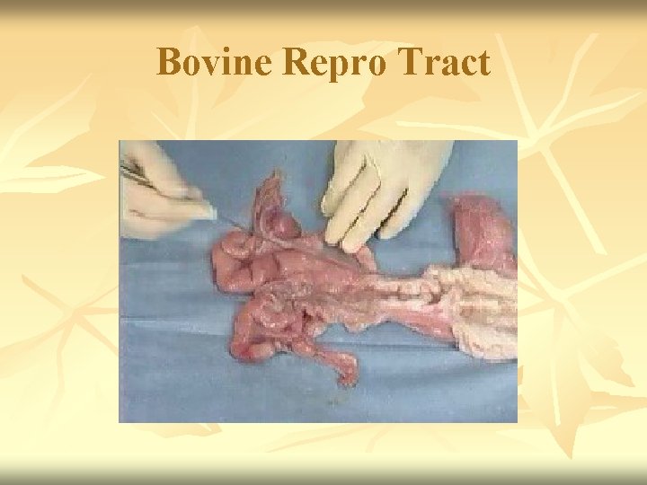 Bovine Repro Tract 