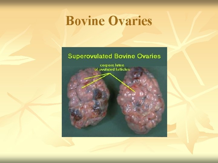 Bovine Ovaries 