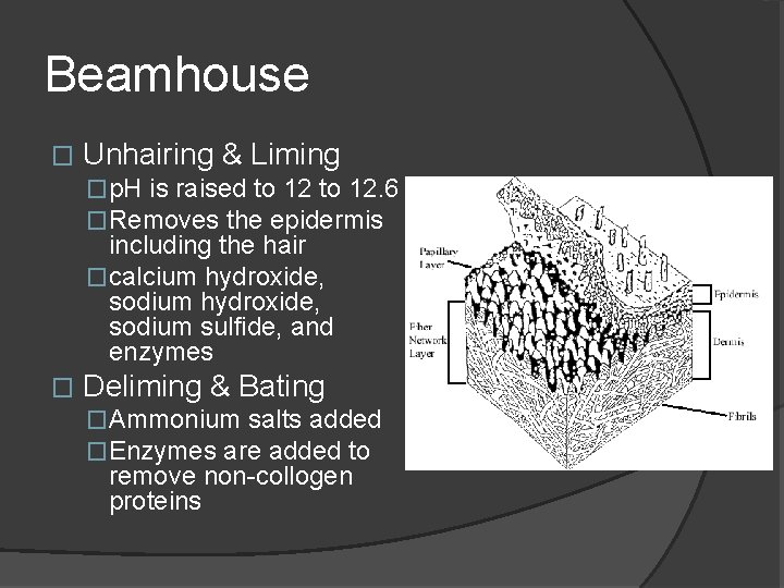 Beamhouse � Unhairing & Liming �p. H is raised to 12. 6 �Removes the