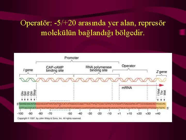 Operatör: -5/+20 arasında yer alan, represör molekülün bağlandığı bölgedir. 