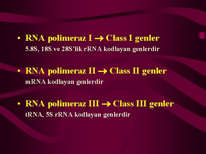  • RNA polimeraz I Class I genler 5. 8 S, 18 S ve