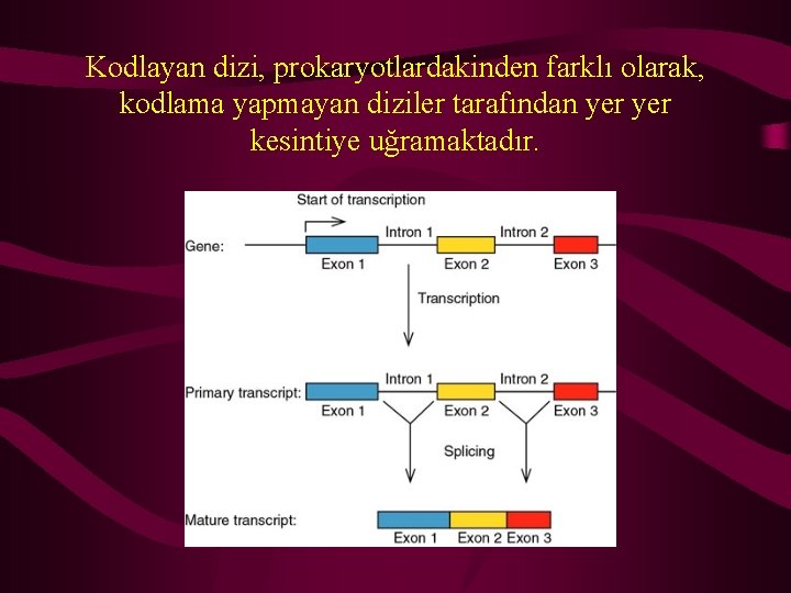 Kodlayan dizi, prokaryotlardakinden farklı olarak, kodlama yapmayan diziler tarafından yer kesintiye uğramaktadır. 