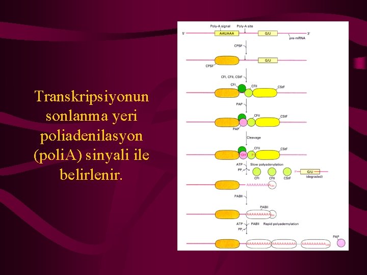 Transkripsiyonun sonlanma yeri poliadenilasyon (poli. A) sinyali ile belirlenir. 