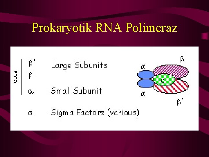 Prokaryotik RNA Polimeraz 