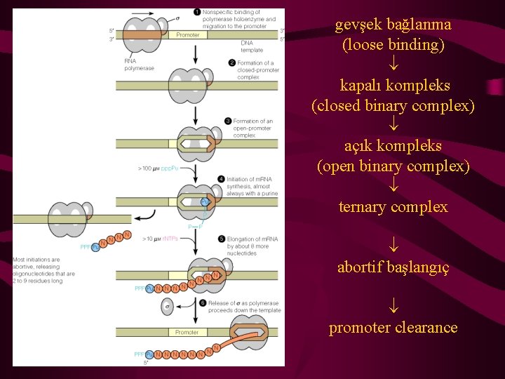 gevşek bağlanma (loose binding) kapalı kompleks (closed binary complex) açık kompleks (open binary complex)