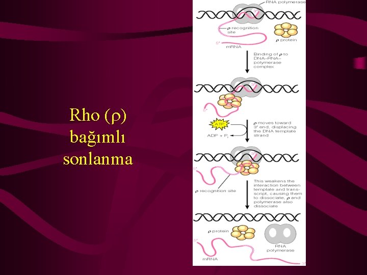 Rho ( ) bağımlı sonlanma 