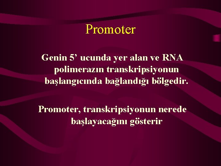 Promoter Genin 5’ ucunda yer alan ve RNA polimerazın transkripsiyonun başlangıcında bağlandığı bölgedir. Promoter,