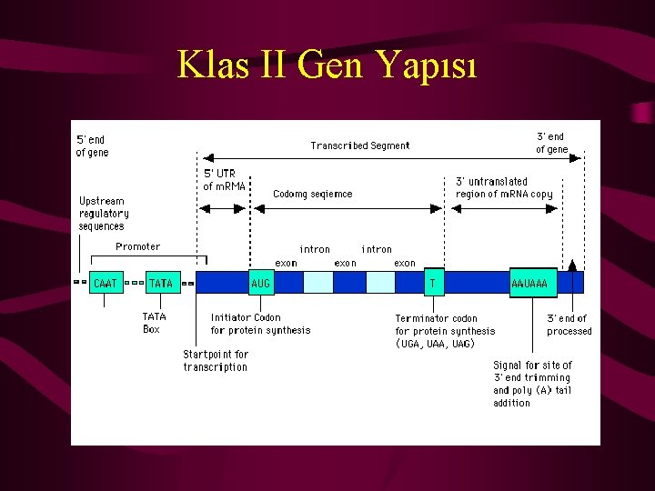 Klas II Gen Yapısı 
