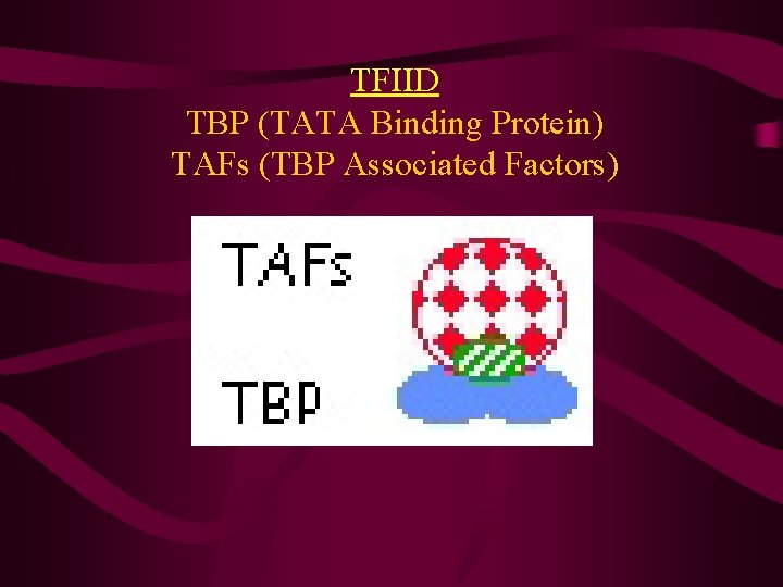 TFIID TBP (TATA Binding Protein) TAFs (TBP Associated Factors) 
