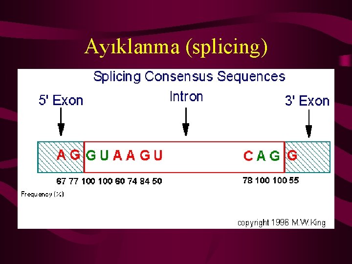 Ayıklanma (splicing) 