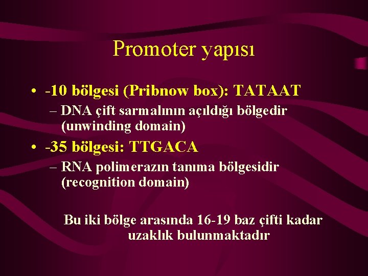 Promoter yapısı • -10 bölgesi (Pribnow box): TATAAT – DNA çift sarmalının açıldığı bölgedir