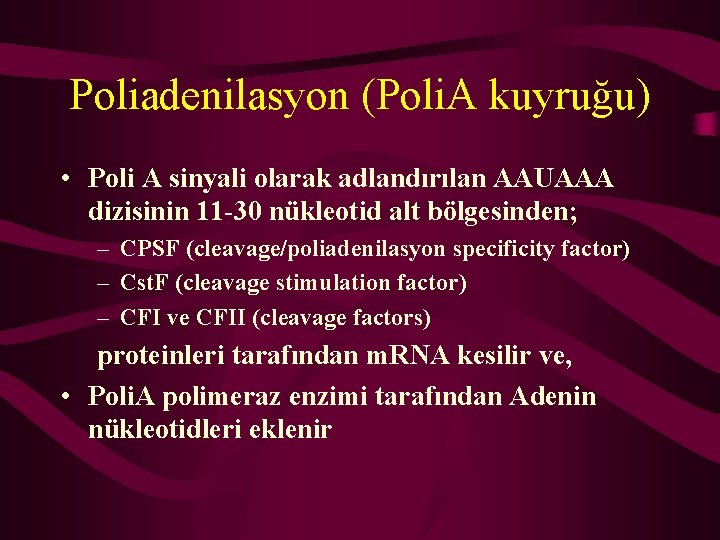 Poliadenilasyon (Poli. A kuyruğu) • Poli A sinyali olarak adlandırılan AAUAAA dizisinin 11 -30