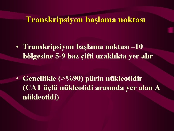 Transkripsiyon başlama noktası • Transkripsiyon başlama noktası – 10 bölgesine 5 -9 baz çifti
