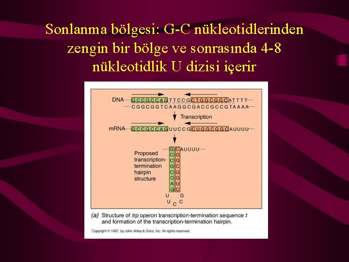 Sonlanma bölgesi: G-C nükleotidlerinden zengin bir bölge ve sonrasında 4 -8 nükleotidlik U dizisi