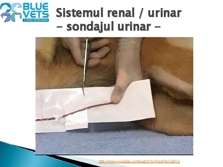 Sistemul renal / urinar - sondajul urinar - http: //www. youtube. com/watch? v=Rao. F