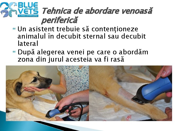 Tehnica de abordare venoasă periferică Un asistent trebuie să contenționeze animalul în decubit sternal