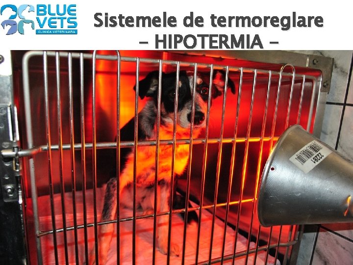 Sistemele de termoreglare - HIPOTERMIA - Se va urmarii cresterea temperaturii prin: 1. Perna