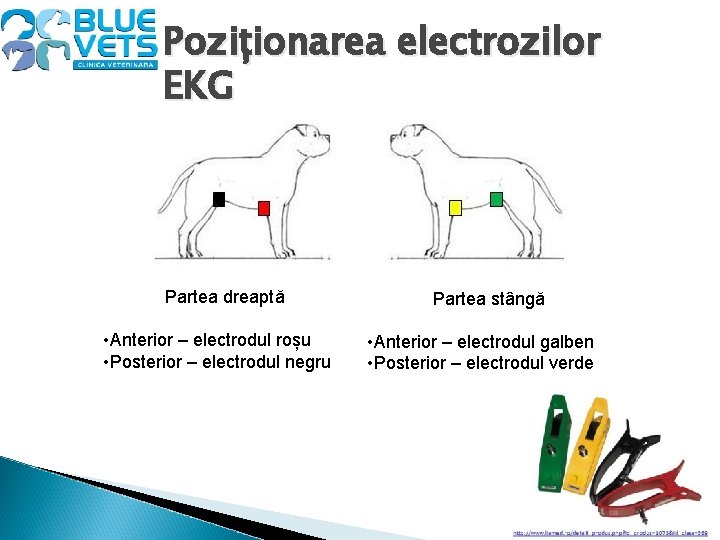 Poziționarea electrozilor EKG Partea dreaptă • Anterior – electrodul roșu • Posterior – electrodul