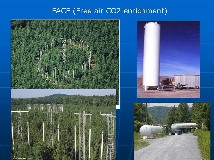 FACE (Free air CO 2 enrichment) 