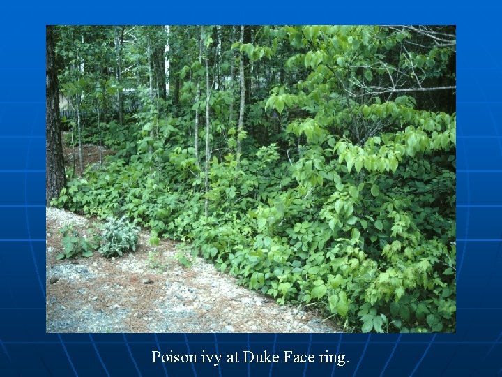 Poison ivy at Duke Face ring. 