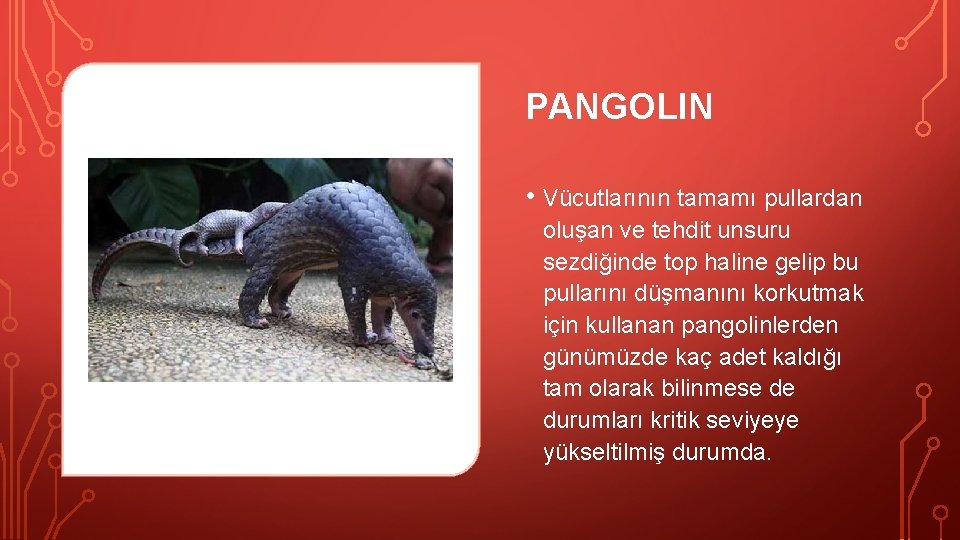 PANGOLIN • Vücutlarının tamamı pullardan oluşan ve tehdit unsuru sezdiğinde top haline gelip bu