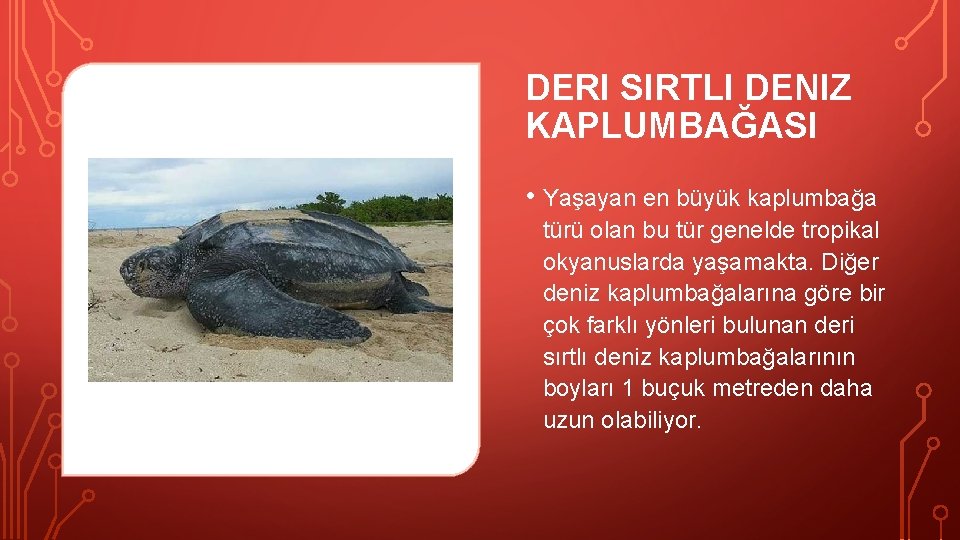 DERI SIRTLI DENIZ KAPLUMBAĞASI • Yaşayan en büyük kaplumbağa türü olan bu tür genelde