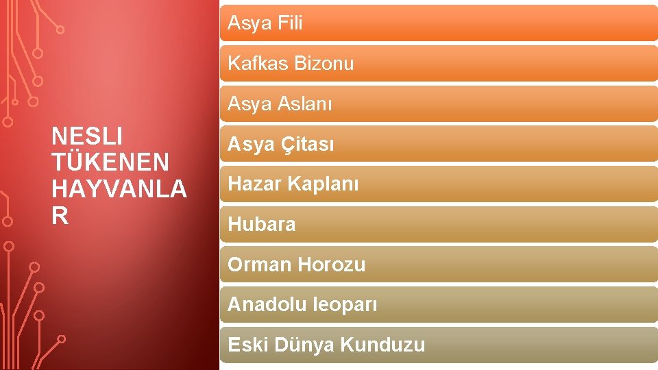 Asya Fili Kafkas Bizonu Asya Aslanı NESLI TÜKENEN HAYVANLA R Asya Çitası Hazar Kaplanı