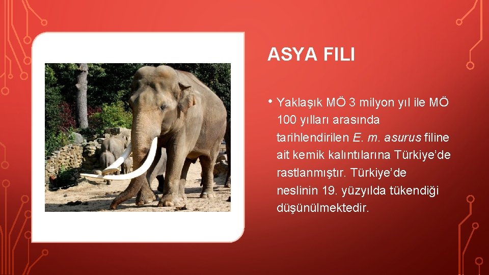 ASYA FILI • Yaklaşık MÖ 3 milyon yıl ile MÖ 100 yılları arasında tarihlendirilen