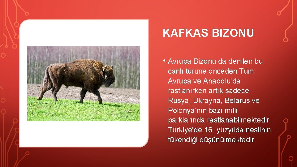 KAFKAS BIZONU • Avrupa Bizonu da denilen bu canlı türüne önceden Tüm Avrupa ve