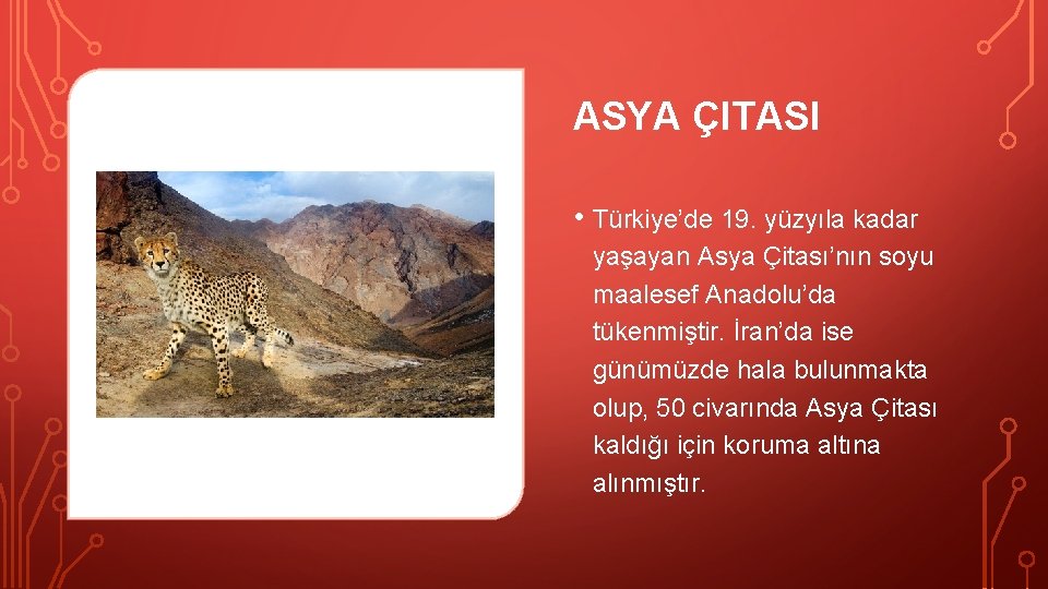 ASYA ÇITASI • Türkiye’de 19. yüzyıla kadar yaşayan Asya Çitası’nın soyu maalesef Anadolu’da tükenmiştir.