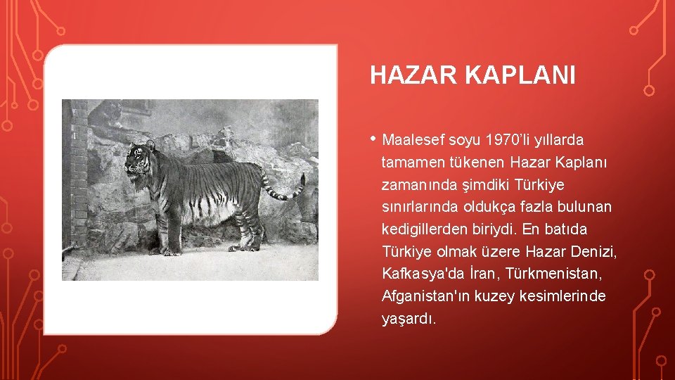 HAZAR KAPLANI • Maalesef soyu 1970’li yıllarda tamamen tükenen Hazar Kaplanı zamanında şimdiki Türkiye