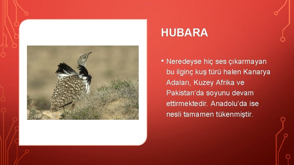 HUBARA • Neredeyse hiç ses çıkarmayan bu ilginç kuş türü halen Kanarya Adaları, Kuzey