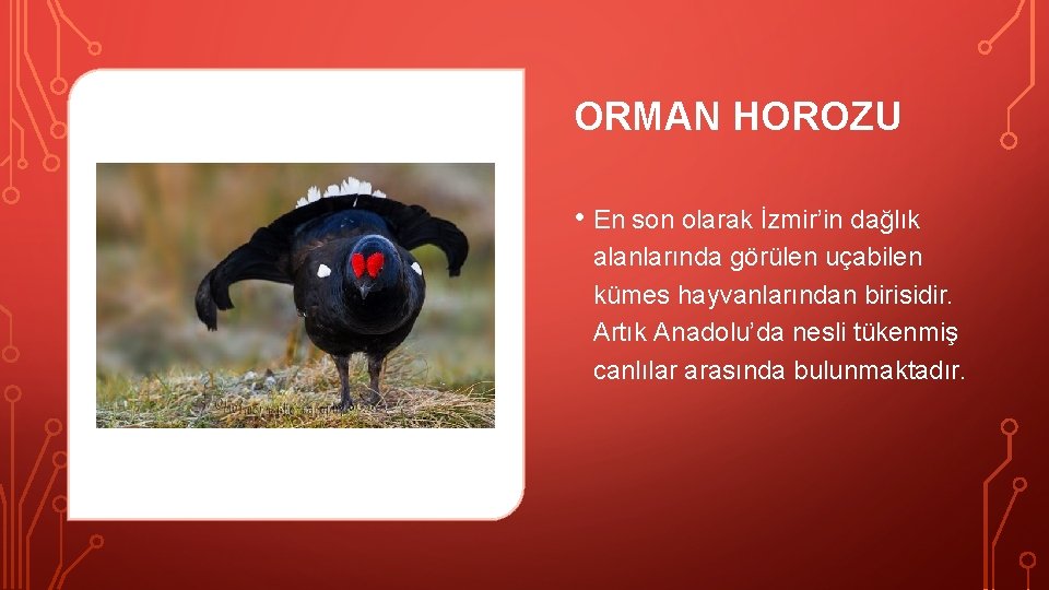 ORMAN HOROZU • En son olarak İzmir’in dağlık alanlarında görülen uçabilen kümes hayvanlarından birisidir.