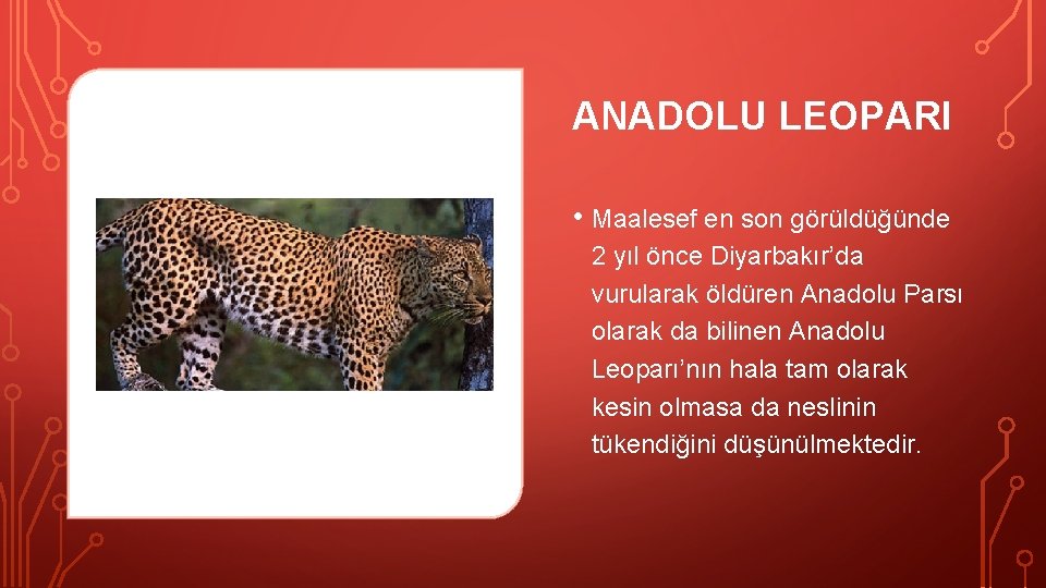 ANADOLU LEOPARI • Maalesef en son görüldüğünde 2 yıl önce Diyarbakır’da vurularak öldüren Anadolu