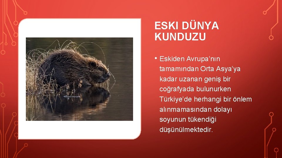 ESKI DÜNYA KUNDUZU • Eskiden Avrupa’nın tamamından Orta Asya’ya kadar uzanan geniş bir coğrafyada