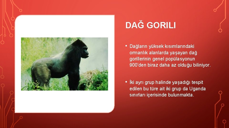 DAĞ GORILI • Dağların yüksek kısımlarındaki ormanlık alanlarda yaşayan dağ gorillerinin genel popülasyonun 900’den