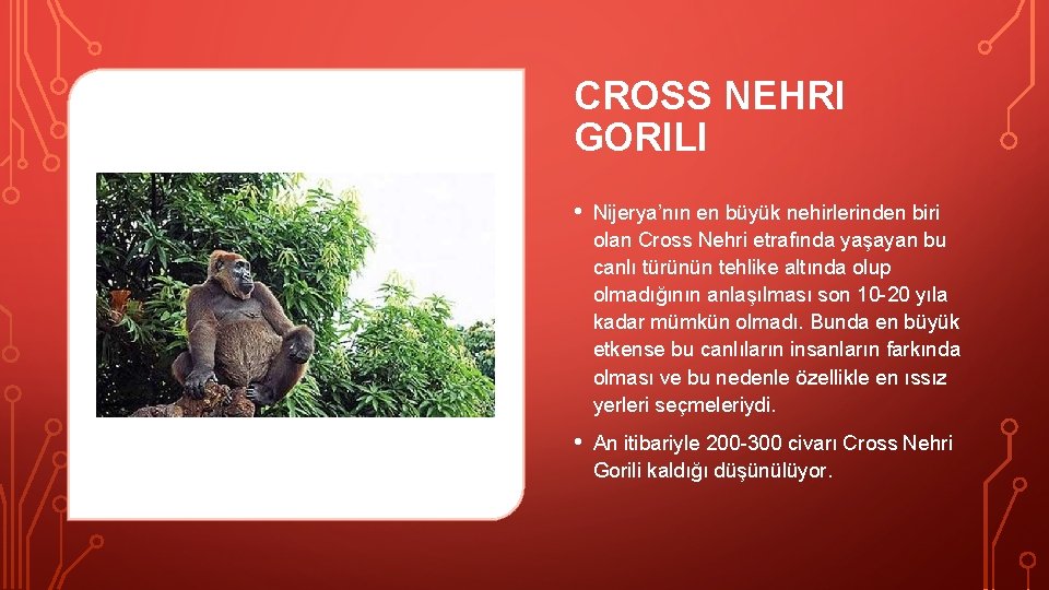 CROSS NEHRI GORILI • Nijerya’nın en büyük nehirlerinden biri olan Cross Nehri etrafında yaşayan