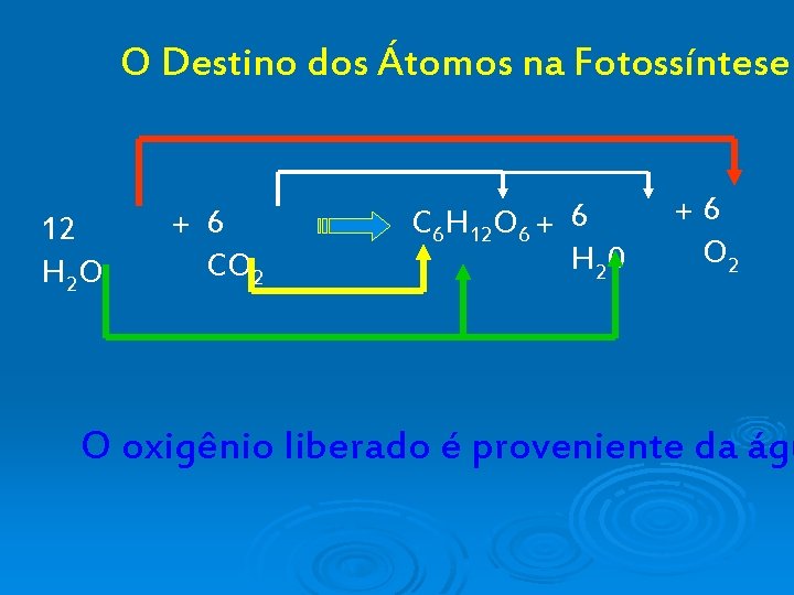 O Destino dos Átomos na Fotossíntese 12 H 2 O + 6 CO 2