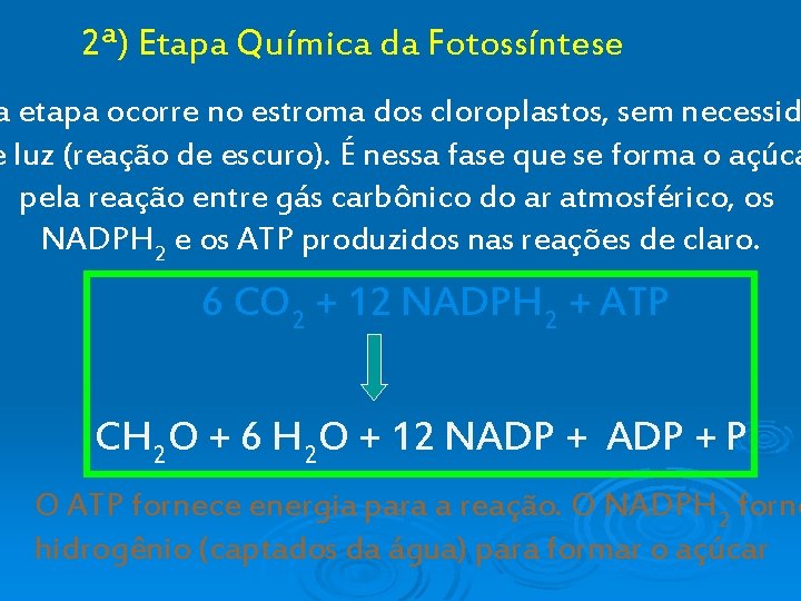 2ª) Etapa Química da Fotossíntese a etapa ocorre no estroma dos cloroplastos, sem necessid