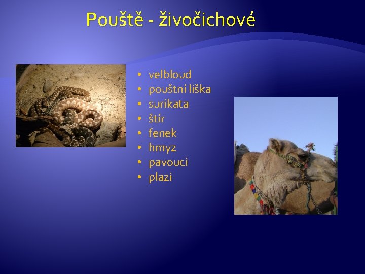 Pouště - živočichové • • velbloud pouštní liška surikata štír fenek hmyz pavouci plazi