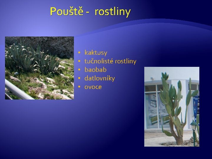 Pouště - rostliny • • • kaktusy tučnolisté rostliny baobab datlovníky ovoce 