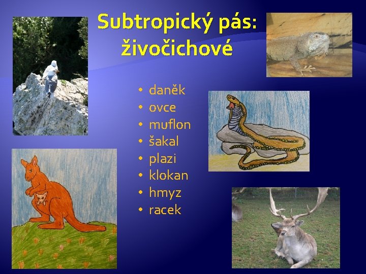 Subtropický pás: živočichové • • daněk ovce muflon šakal plazi klokan hmyz racek 