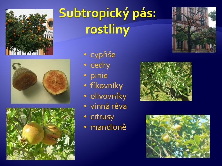 Subtropický pás: rostliny • • cypřiše cedry pinie fíkovníky olivovníky vinná réva citrusy mandloně