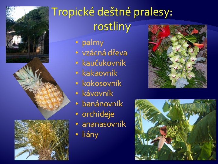 Tropické deštné pralesy: rostliny • • • palmy vzácná dřeva kaučukovník kakaovník kokosovník kávovník