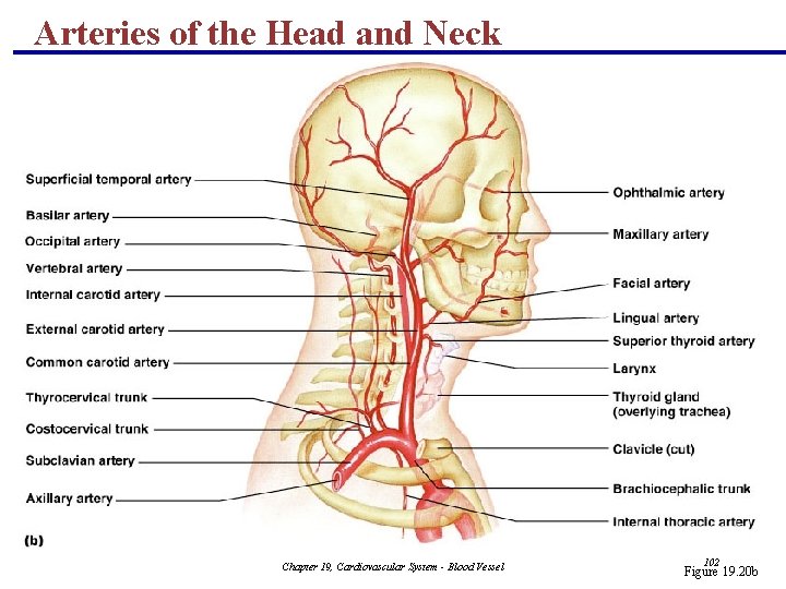 Arteries of the Head and Neck Chapter 19, Cardiovascular System - Blood Vessel 102 Arteries of the Head and Neck Chapter 19, Cardiovascular System - Blood Vessel 102