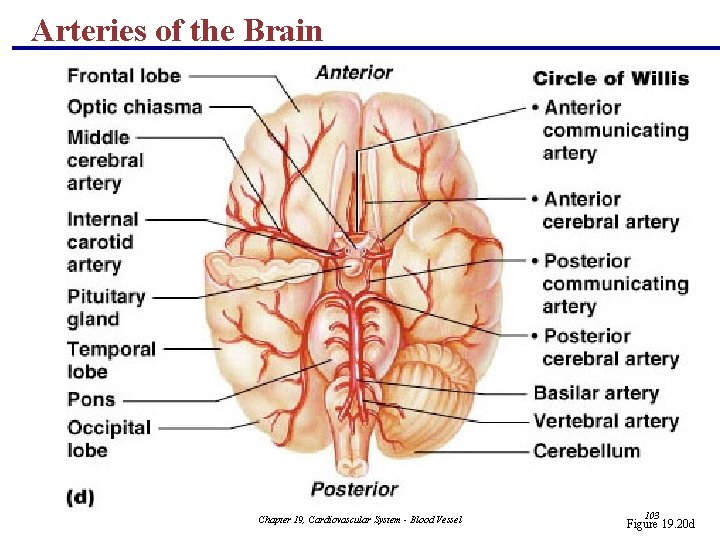 Arteries of the Brain Chapter 19, Cardiovascular System - Blood Vessel 103 Figure 19. Arteries of the Brain Chapter 19, Cardiovascular System - Blood Vessel 103 Figure 19.