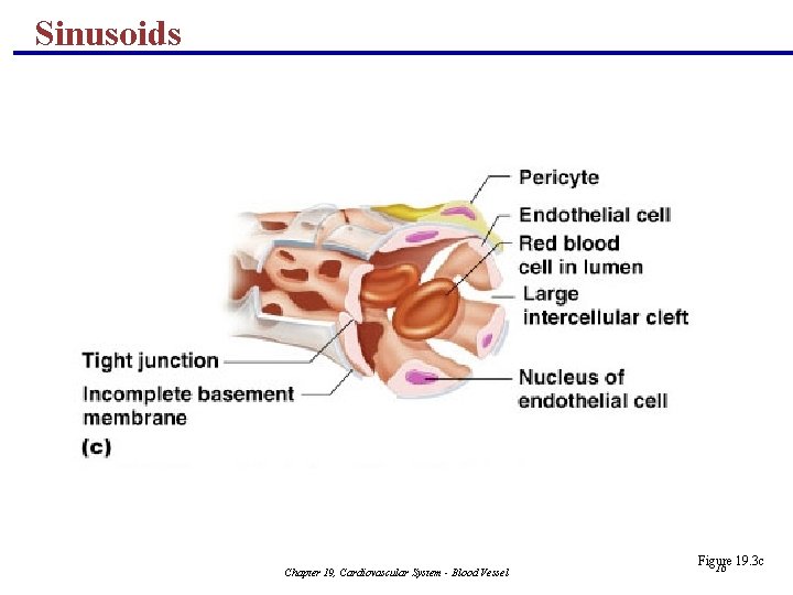 Sinusoids Chapter 19, Cardiovascular System - Blood Vessel Figure 19. 3 c 16 