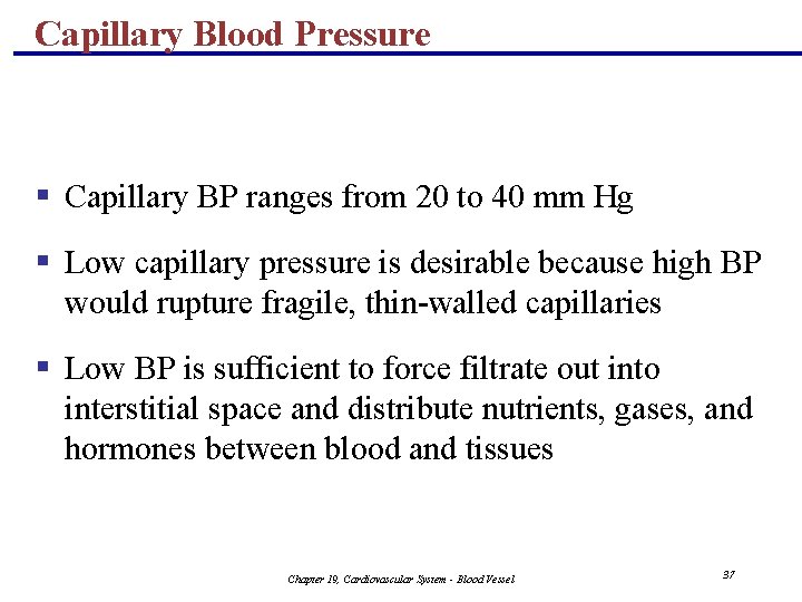 Capillary Blood Pressure § Capillary BP ranges from 20 to 40 mm Hg §