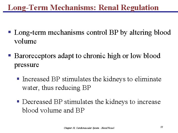 Long-Term Mechanisms: Renal Regulation § Long-term mechanisms control BP by altering blood volume § Long-Term Mechanisms: Renal Regulation § Long-term mechanisms control BP by altering blood volume §