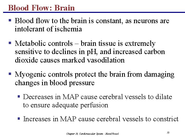 Blood Flow: Brain § Blood flow to the brain is constant, as neurons are